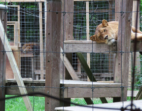 
    Ontario takes bold step to protect wildlife with new bill
    