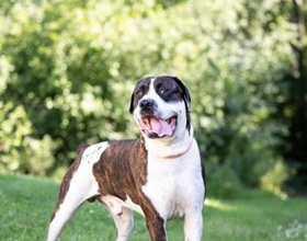 
    Pedigree’s $100K grant to aid Canadian animal shelters
    