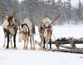 
    Santa’s reindeer ready for lift-off after annual health check at AVC
    