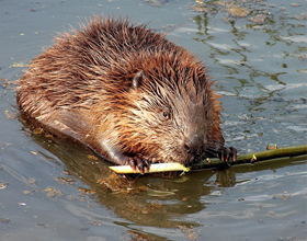 
    Artificial beaver dams help restore wetlands and habitat in B.C.
    