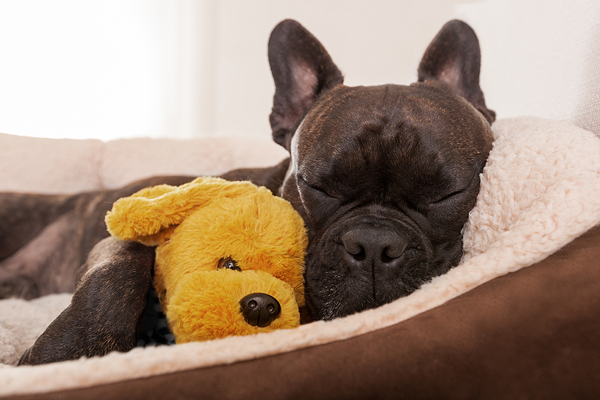
    Ontario dog diagnosed with canine distemper virus
    
