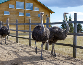 
    Ostrich farm proposes novel research opportunity amid avian flu cull
    