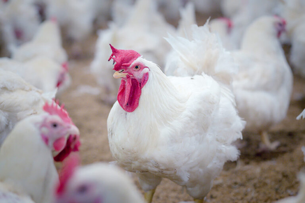 
    Canada secures 500,000 avian flu vaccine doses amid outbreak
    