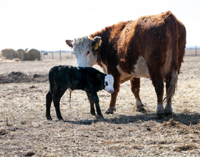 
    New genomic tool tackles bovine reproductive failure
    