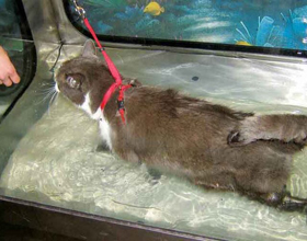 Rehab Rewind: Why Fixing Your Pet Starts with Easing Pain?