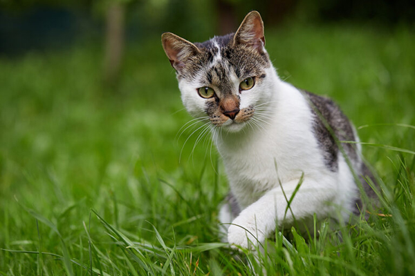 
    Paws, Scans, Action: AI Revolutionizing Kitty Care in Clinics
    