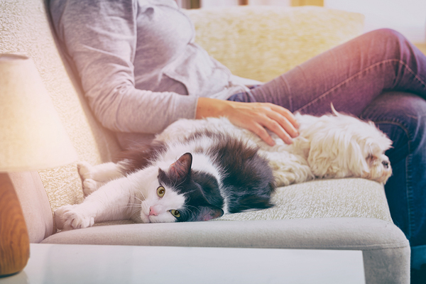 
    Pricey, Sparse, Inaccessible: National Study Sounds Alarm on Pet Health Gaps
    