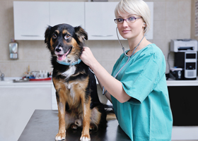 
    Surgery Game-Changer: VETIGEL Now Available in Canada via McCarthy Vet
    