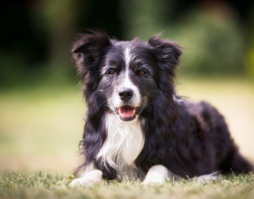 
    New Cortisol Test Set to Transform Canine Health Diagnostics
    