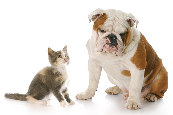 Study Links Dog Obesity Risk to Breed and Timing of Sterilization
