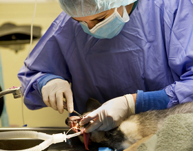 Ontario Boosts Northern Vet Training with $2M Investment in Thunder Bay Facility