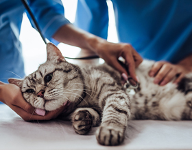 Northern Ontario’s Vet Shortage Puts Pets and Communities at Risk
