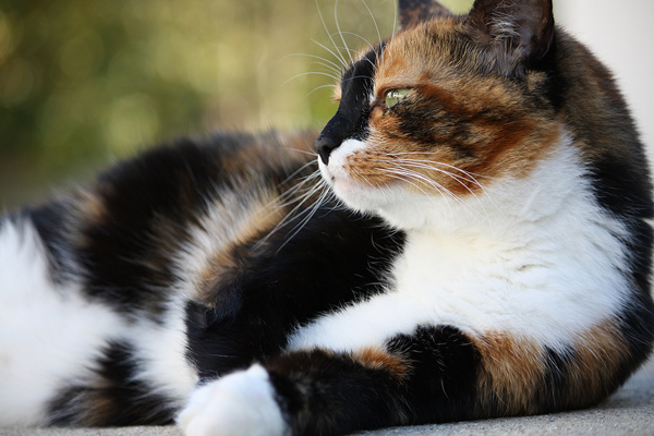 Hope for FIP: Dual Therapy Restores Immune Balance in Infected Cats