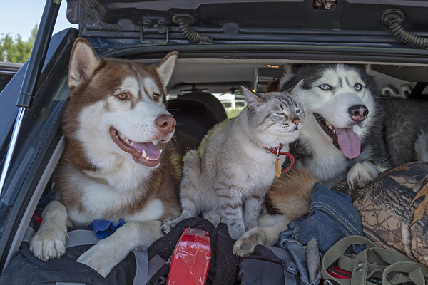 Rising Temps, Rising Risk: Heat Illnesses in Canadian Pets Surge