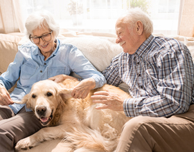 Healing from Within: Stem Cells and PRP Transform Canine Care