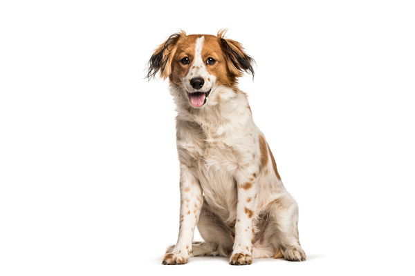 Canada's Canine Champions: Top Dog Breeds of 2025 Revealed