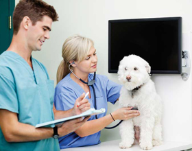 Healthy Teams Heal Pets: Prioritizing Staff Well-Being Boosts Patient Care?