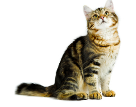 Breakthrough Therapy Halts Deadly Cancer in Cats, Offers Hope for Humans