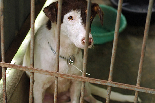 From Shelter to Stardom: National Drive Urges Canadians to Adopt