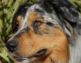 Tailored Radiation Therapy Offers Fresh Hope for Canine Thyroid Cancer