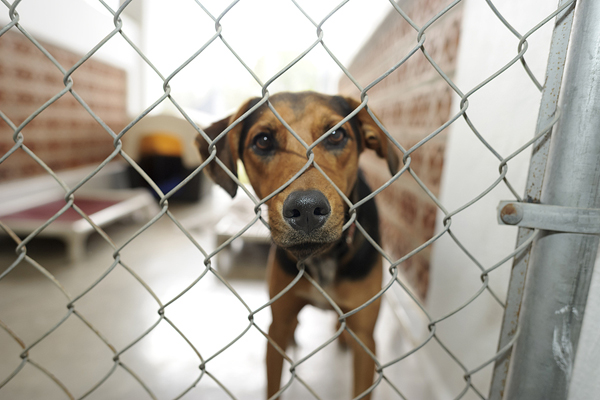 Sabrina Carpenter-Inspired Adoption Campaign Goes Viral, Saving Shelter Dogs