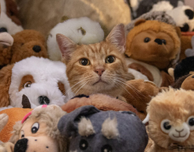 Helping manage the hidden signs of stress