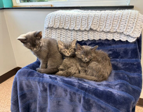 Staff fight to save eye of rescued kitten