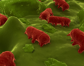 31 sick, 7 hospitalized in Canada from salmonella-contaminated dog treats