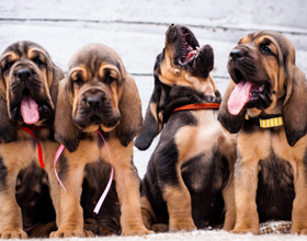 Trupanion and CKC partnership delivers big wins for breeders and pet parents