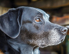 Nutritional nutraceuticals for the aging patient?