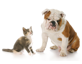 Furble launches to provide affordable pet care across Canada