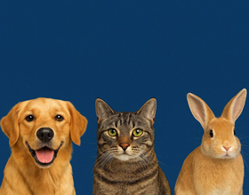 Specialty pet retailer exceeds $4.3 million in donations through Companions for Change program