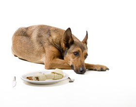 Dog food recall issued for Bonnihill BeefiBowls Beef Recipe