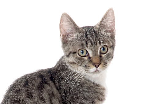 New cat osteoarthritis treatment receives Health Canada approval