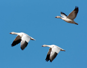 Avian influenza confirmed in Alberta dog after snow goose contact