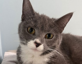 32 cats abandoned at animal centre