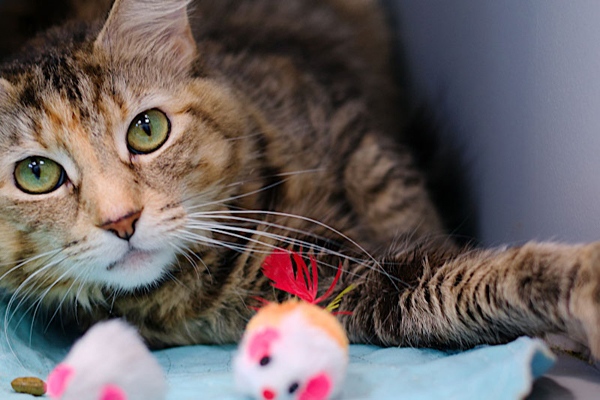 Calgary startup brings cat pain detection tool to NYC shelter