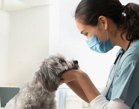 Supporting veterinarians throughout Canada