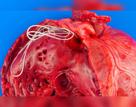 Study uncovers surprising origin of heartworm in dogs