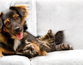 Strengthening animal welfare in Saskatchewan: Meet the new SAEA