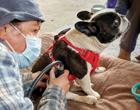 Extracorporeal shockwave therapy: What is it and why should I care??