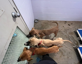 Animal cruelty offender jailed after breaking court conditions