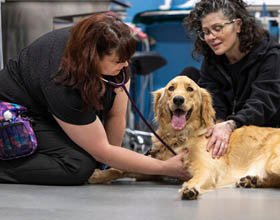 Veterinarians cite financial pressures as top obstacle to pet care access