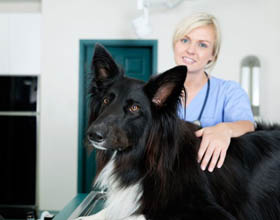 Fleming College launches immersive veterinary technician program