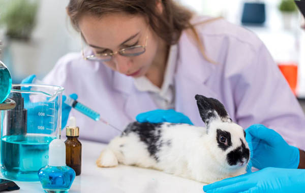 Ontario’s Bill 75 reignites debate over future of animal research