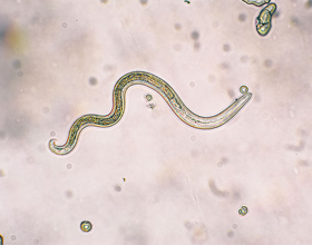 Heartworm research expands with new residency at Atlantic Veterinary College