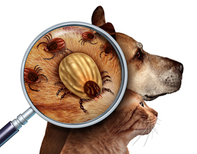 CVMA spotlights preventive care for National Tick Awareness Month