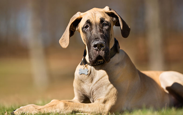 Big-dog adoption campaign launches across the GTA