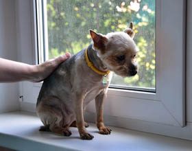 Housing barriers drive pet surrenders, prompt calls for policy change