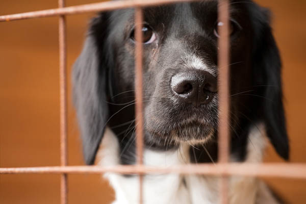 Canada’s dog import ban still impacting vets
